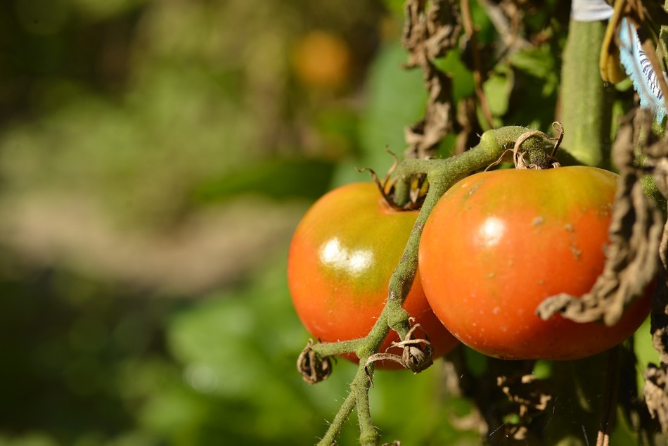 How to grow tomatoes indoors