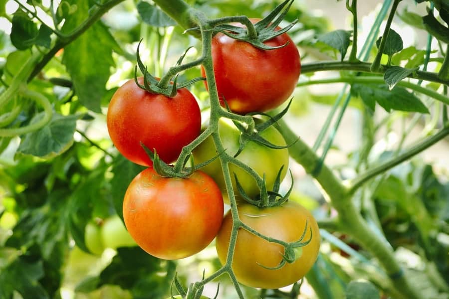 Tomatoes water requirements