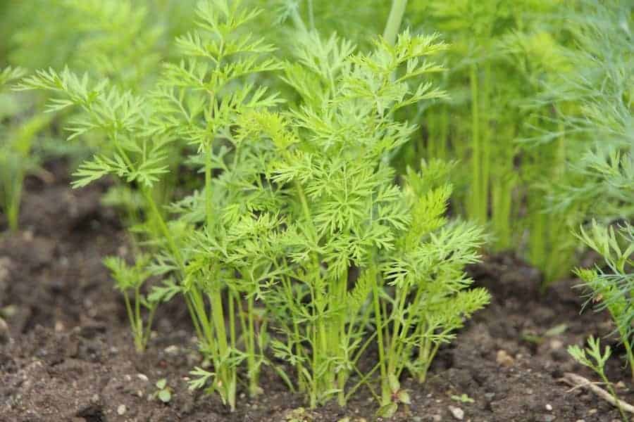 How to grow carrots at home