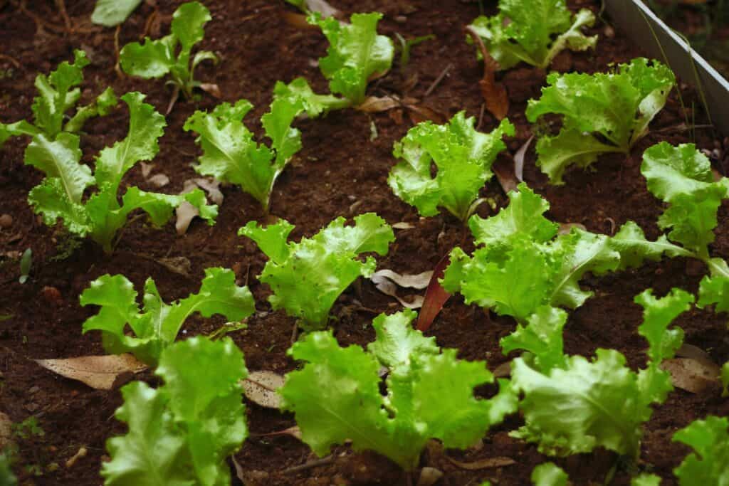 How to grow lettuce indoors