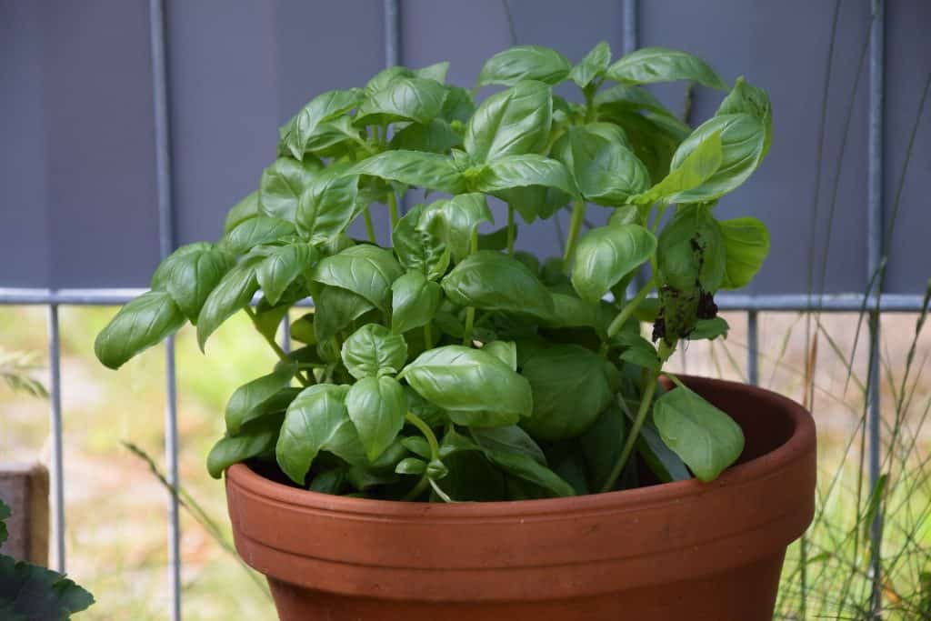 How to grow basil indoors