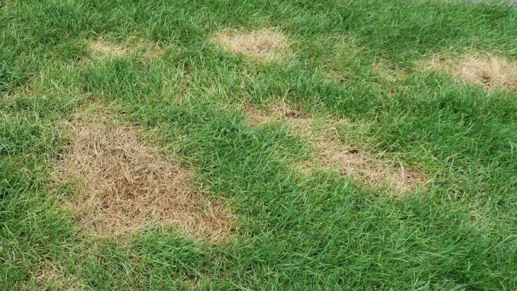 Grass turning yellow - Causes and Solutions - Gardens Gear Lab