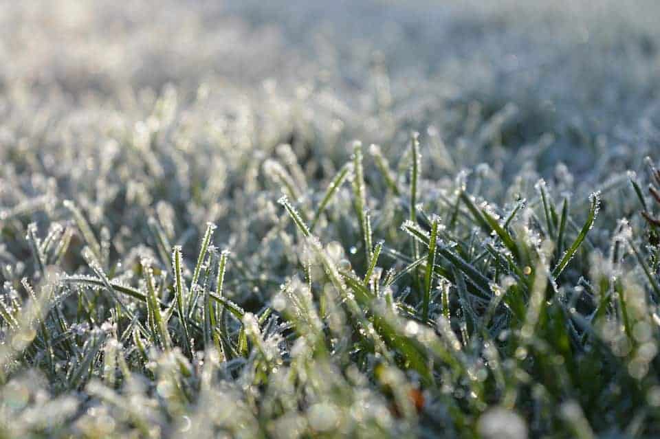 Should Grass Be Cut Short In Winter