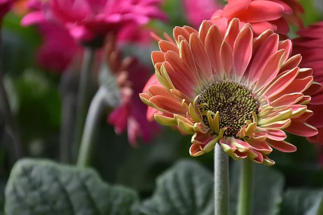 How to grow gerbera from cuttings