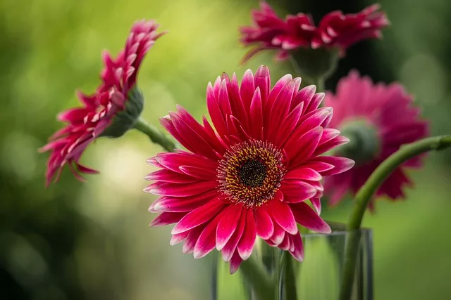 How to grow gerbera from cuttings