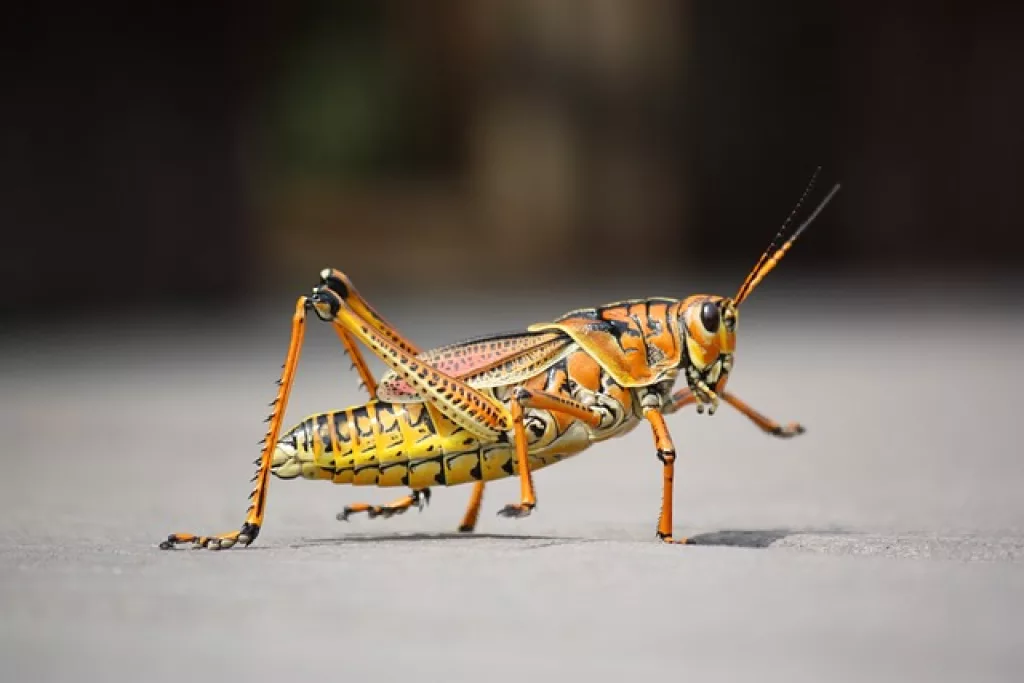 Do grasshoppers eat grass
