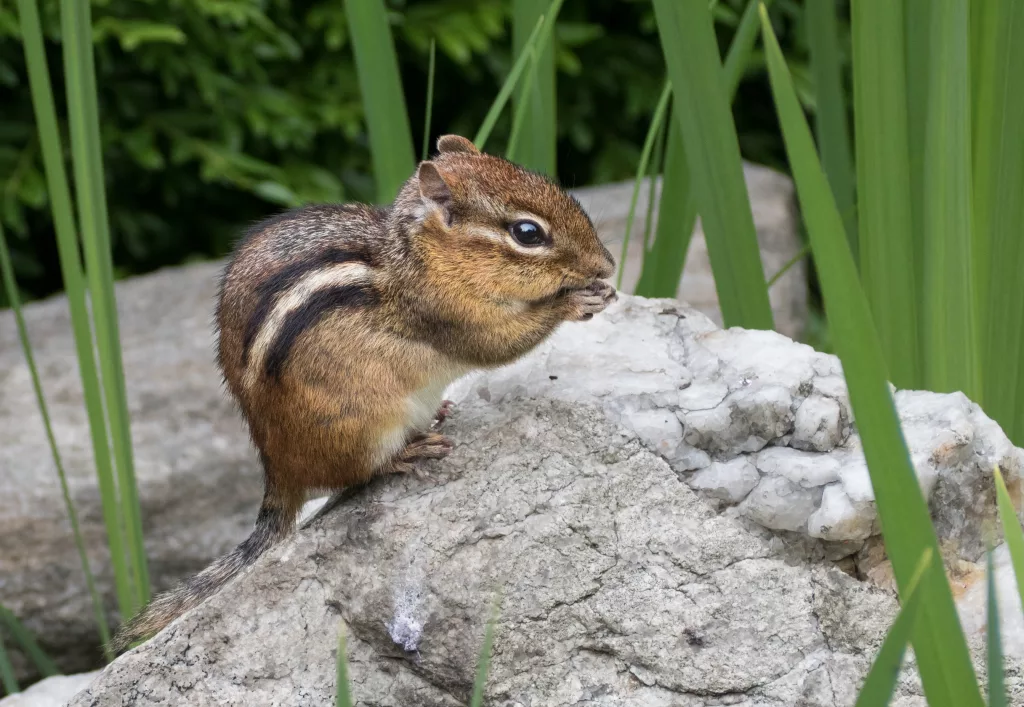how to keep chipmunks out of garden