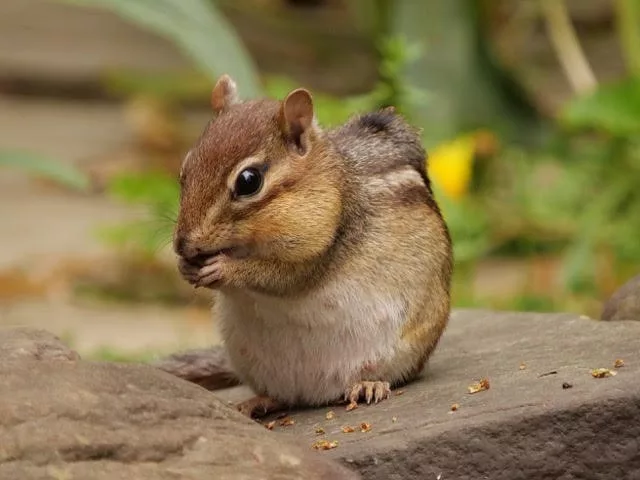 how to keep chipmunks out of garden