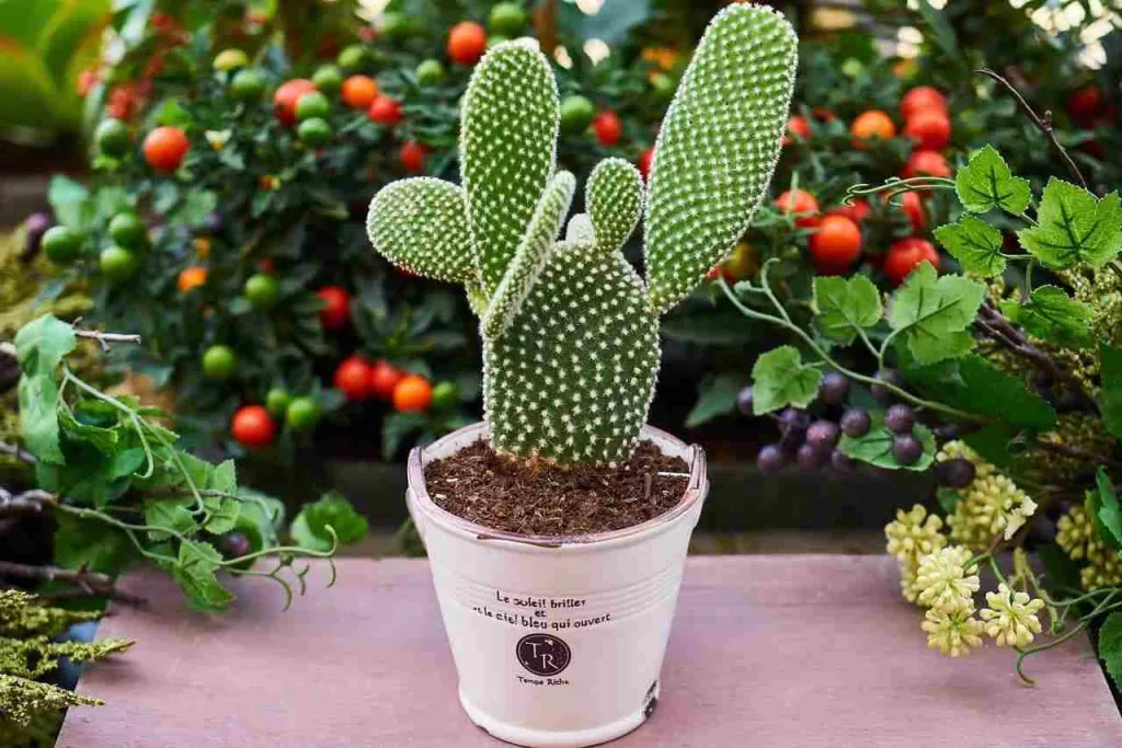 How long does it take for a cactus to grow
