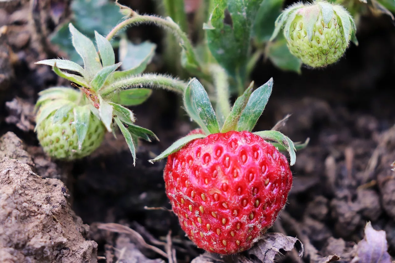 How long does it take strawberries to grow