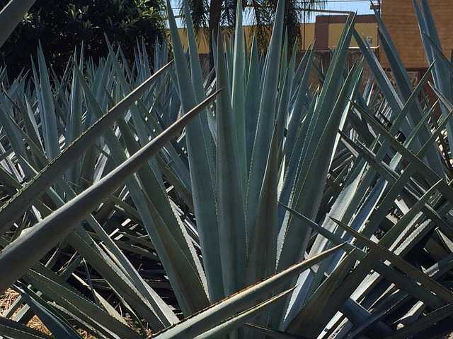 How long does agave take to grow