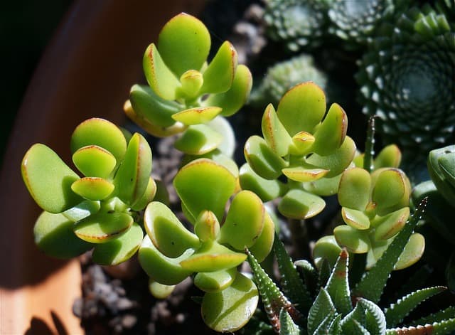how to propagate jade plant
