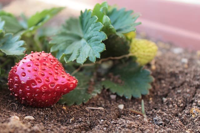 how to grow strawberries indoors